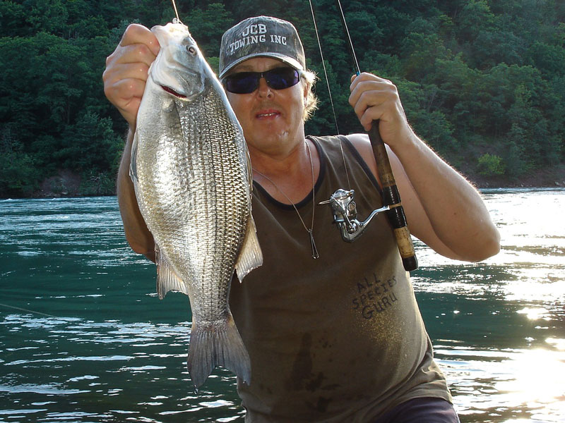 Mike Rzucidlo white bass