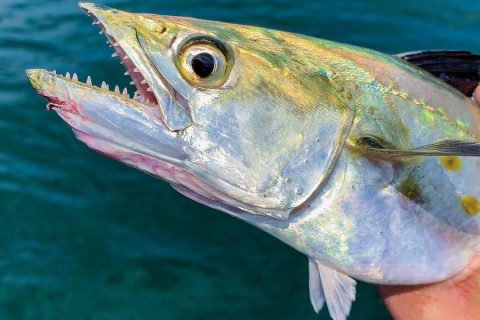 Spanish Mackerel