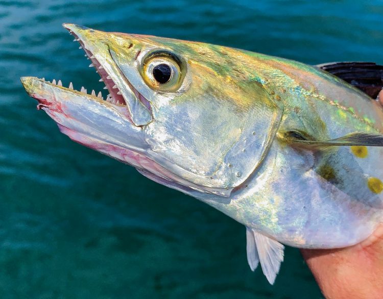 Spanish Mackerel