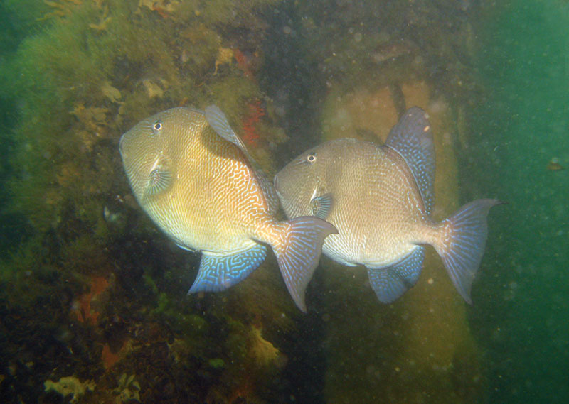triggerfish