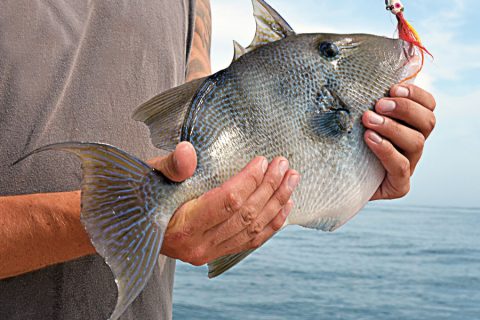 triggerfish on jig