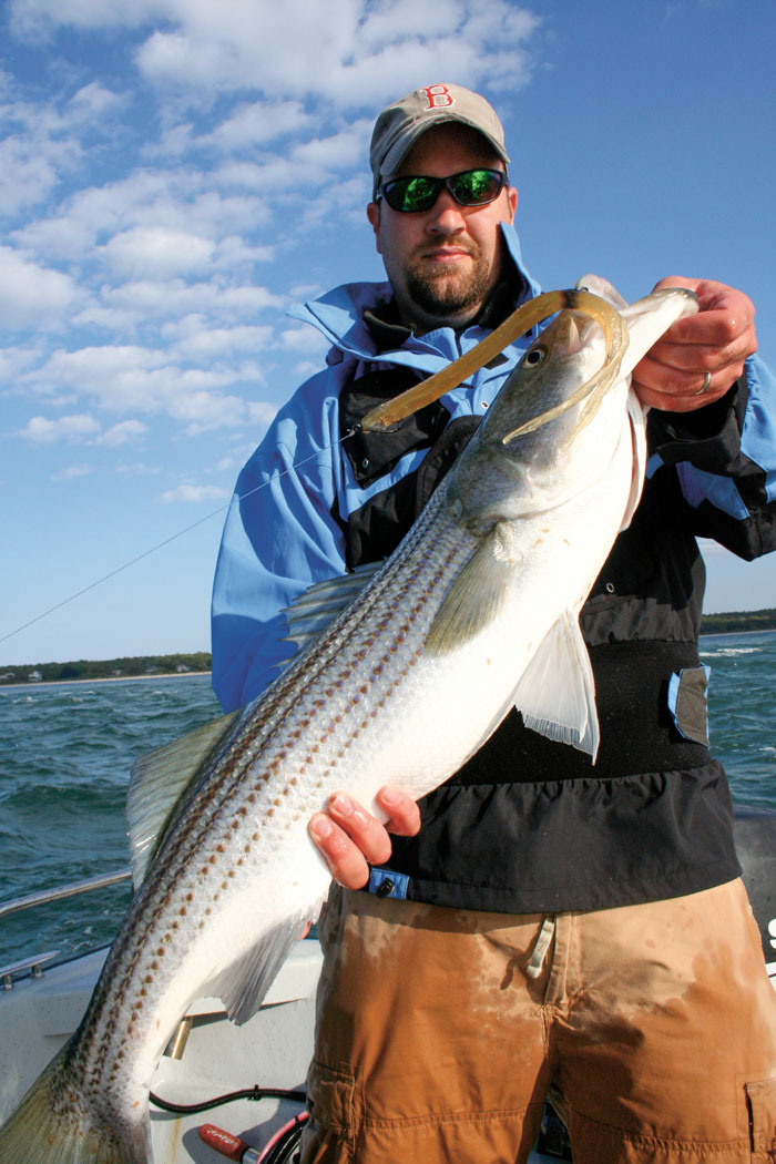 striper on squid lure