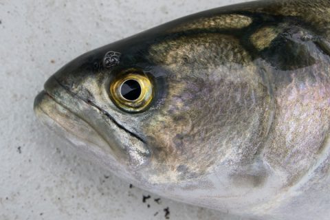 bluefish