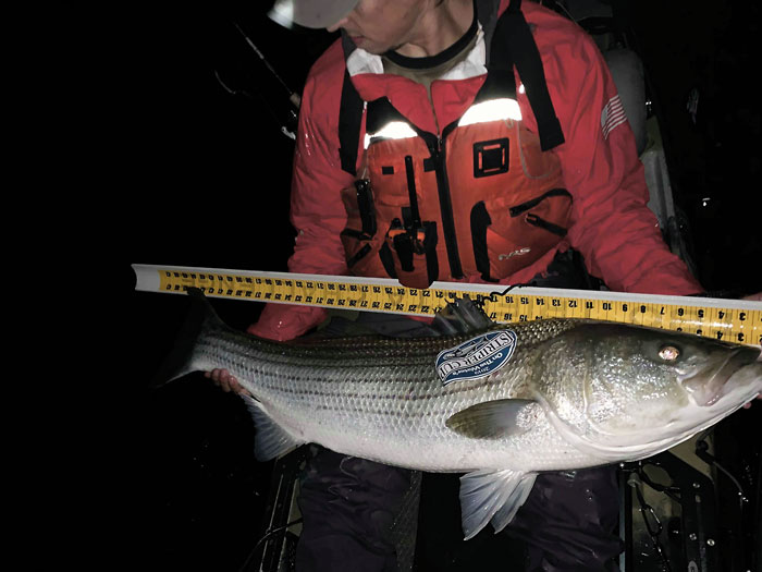 kayak striper on ruler