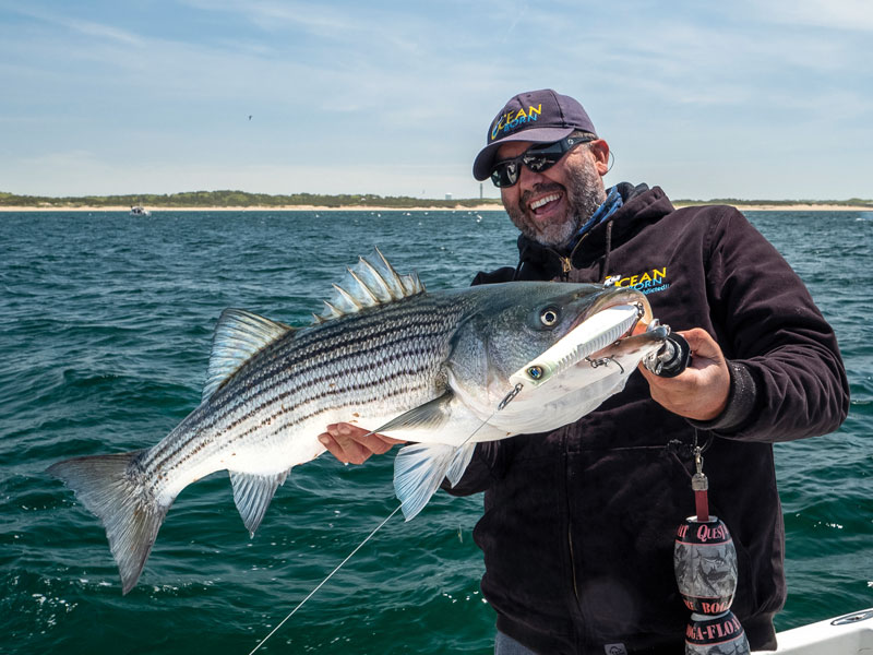 Lures that imitate squid