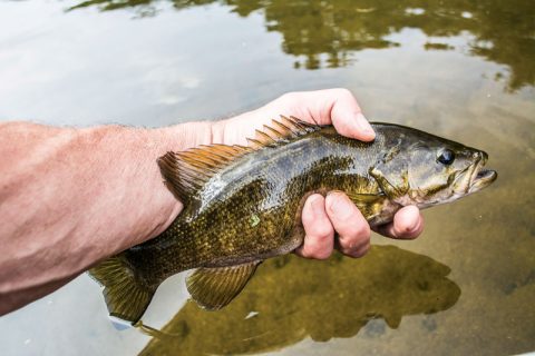 smallmouth bass