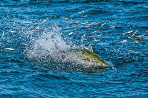 false albacore feeding on sand eels