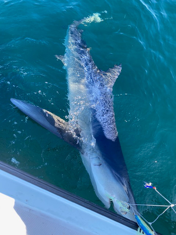 Jeffreys Ledge blue shark