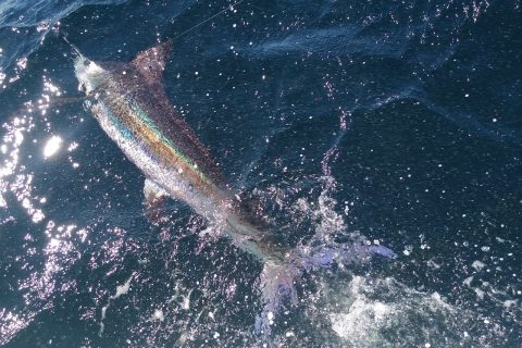 Video and Photos: Marlin caught off the tip of Cape Cod