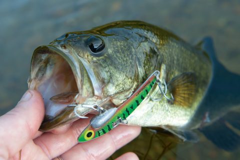 Metal Baits for Big Autumn Bass