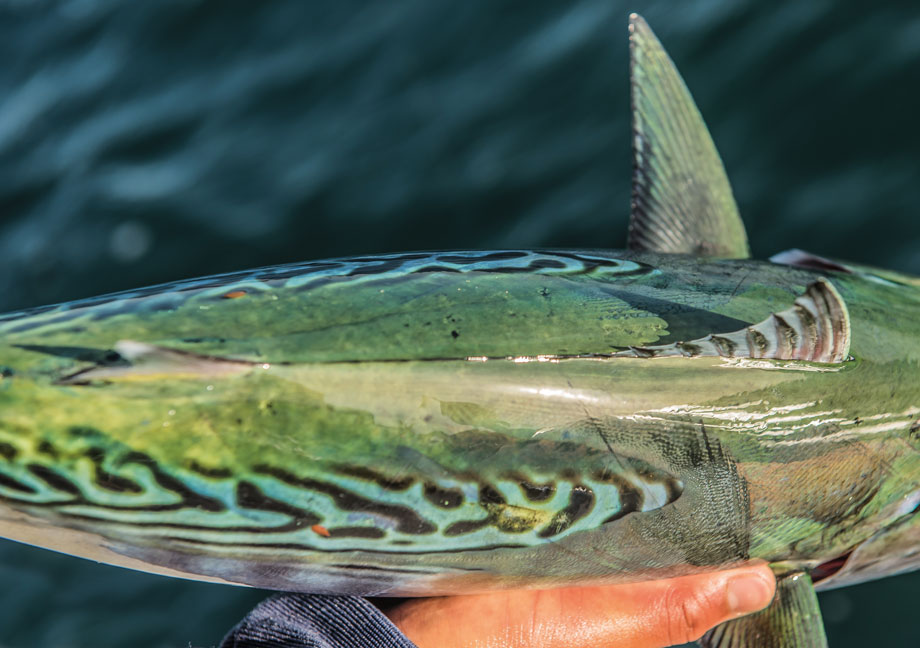 False albacore's skin