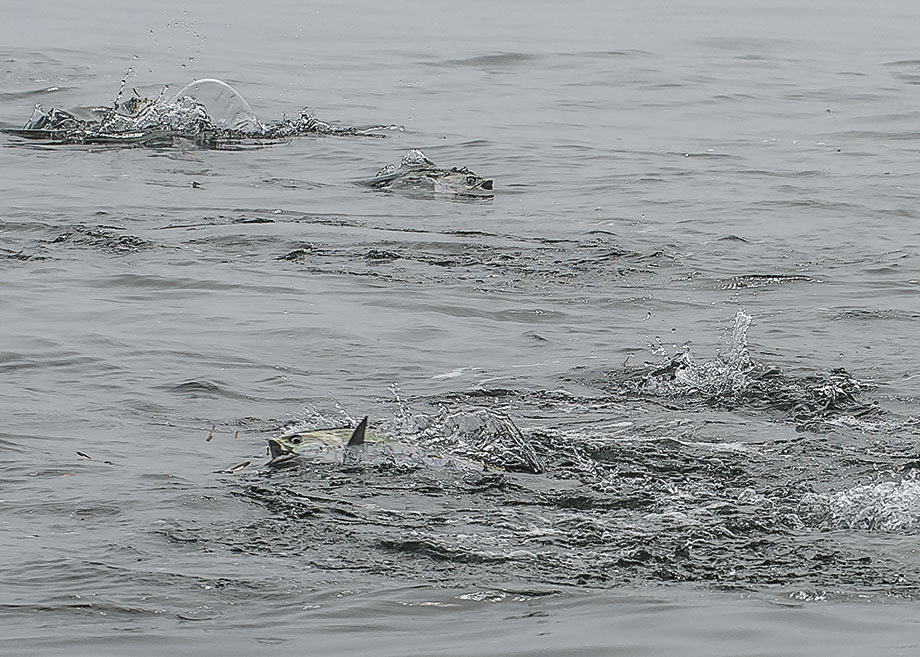 albies feeding on surface