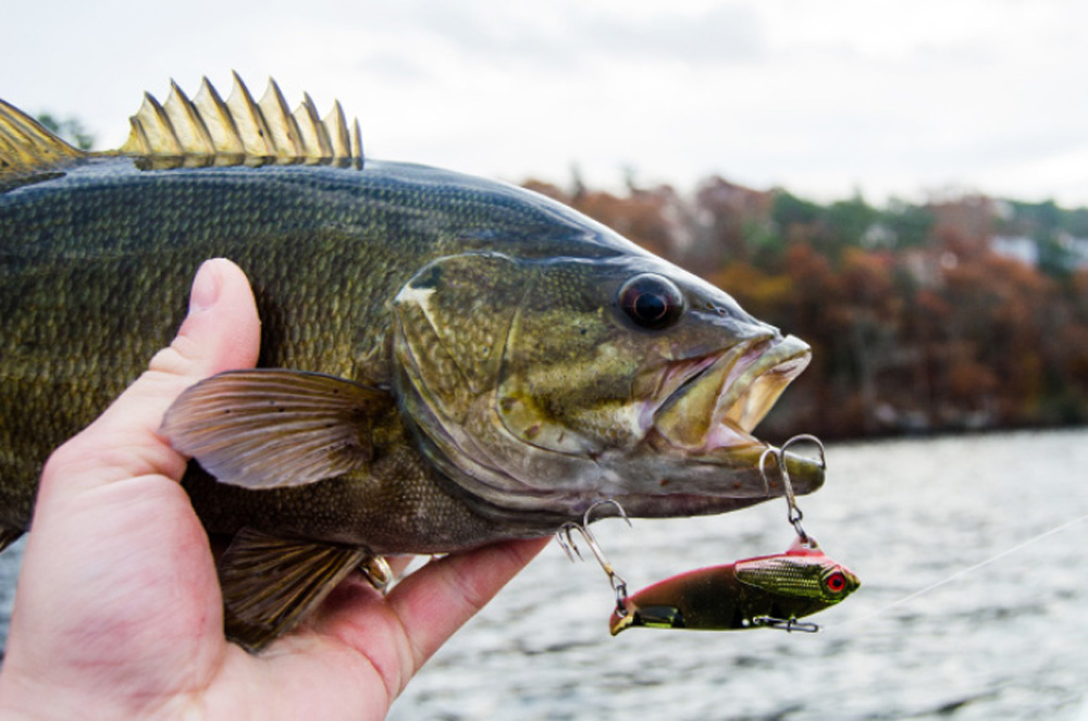 autumn smallmouth