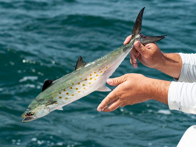 Spanish mackerel