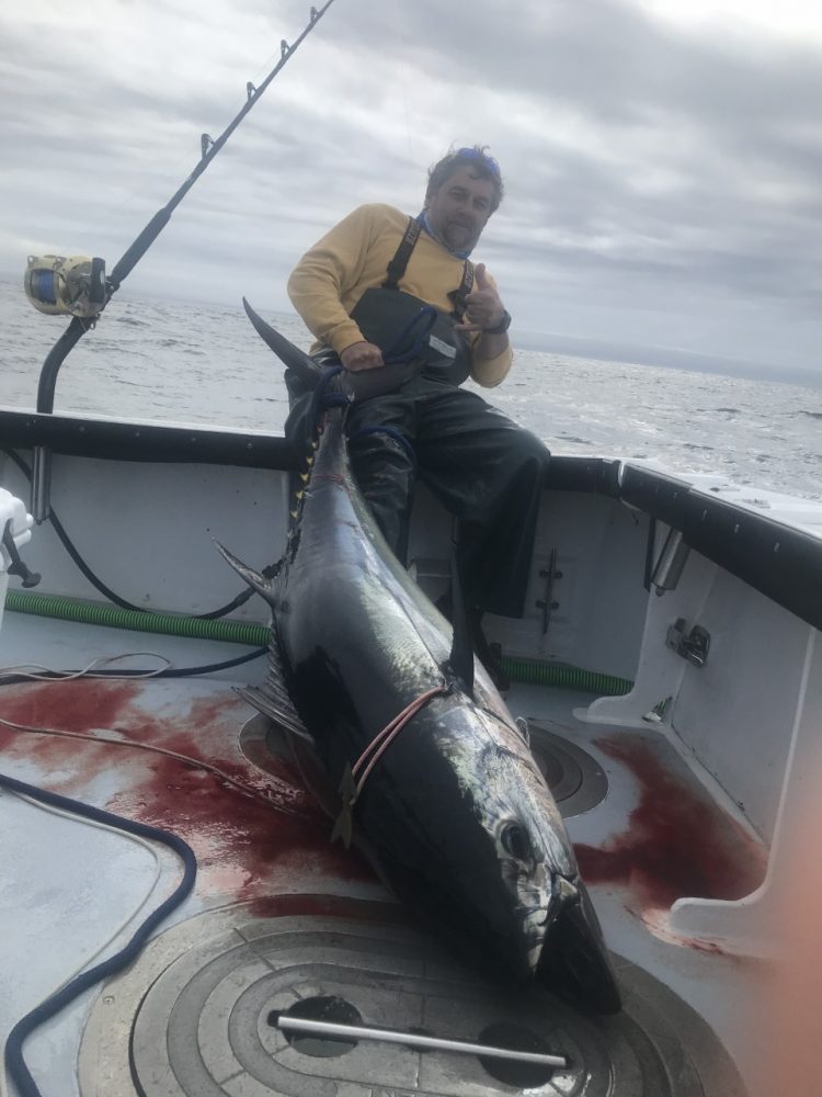 Captain John of Fish Chatham Charters says the tuna bite at Crab Ledge is strong, with a bunch of bluefin catches this week in the 75&rdquo; range.