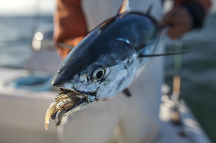 False albacore eat small baitfish like silversides, peanut bunker, and bay anchovies.