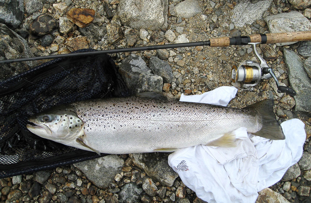 seeforellen brown trout Saugatuck Reservoir