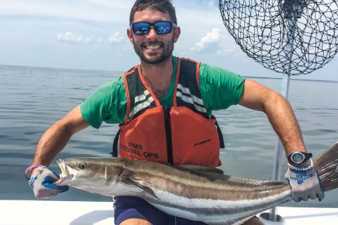 Dr. Dan Crear tagged cobia