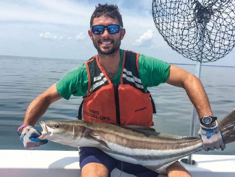 Dr. Dan Crear tagged cobia