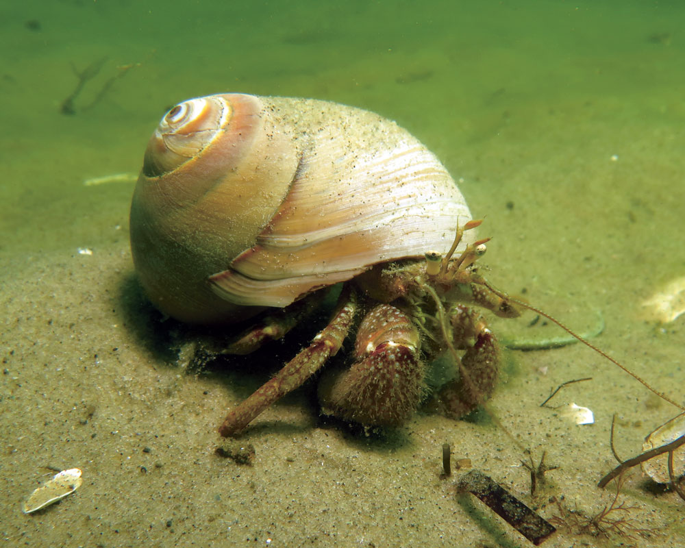 hermit crab