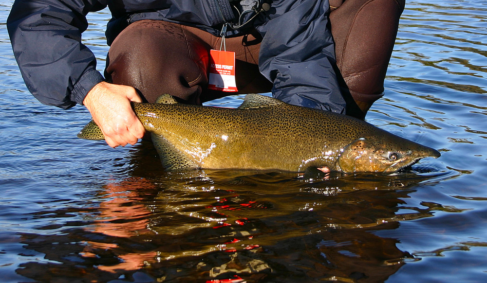 New York king salmon