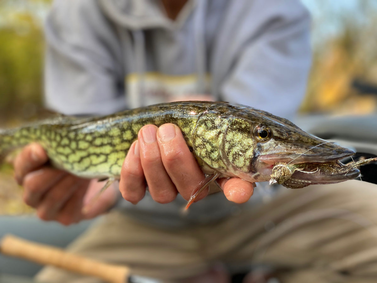 chain pickerel