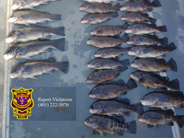 illlegaly harvested RI tautog