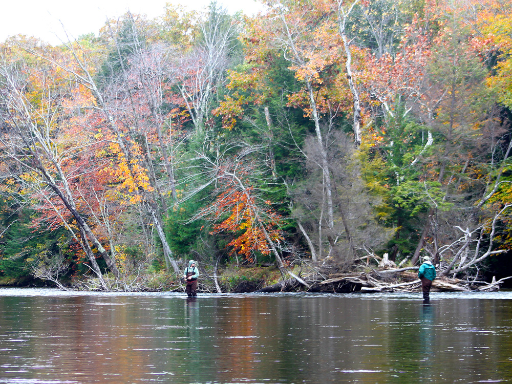 scenes from New York's king salmon run