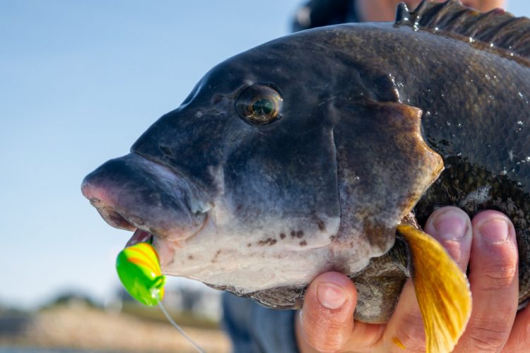 Tautog can be caught in rock piles and boulders using tog jigs.