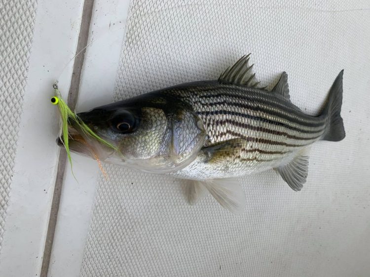 Anglers have been using fly rods to catch small striped bass on Reel Reaction Sportfishing.