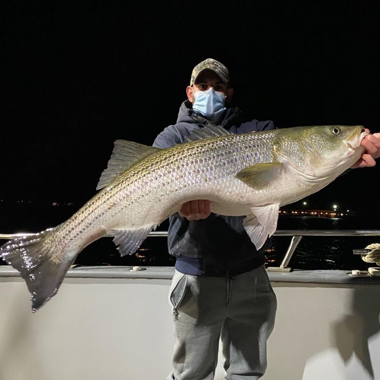 A nighttime striper caught on the Laura Lee.