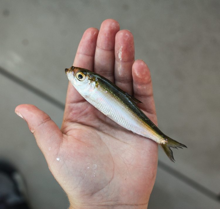 A large population of landlocked alewives keeps the stripers of Beltzville well fed.