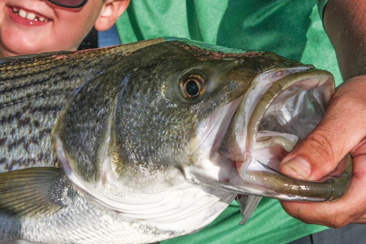 Beltzville Lake lacks suitable habitat for its stripers to spawn, so the population is maintained by stocking.