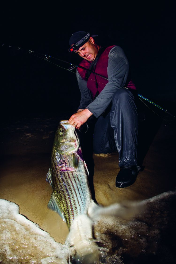 Notice the wound along the lateral lines of this striped bass.