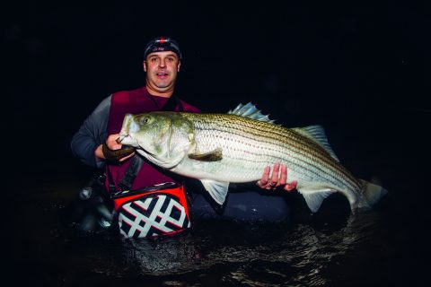 A large striper caught on the North Shore of Massachusetts.