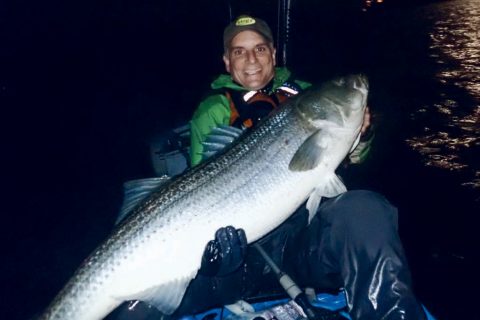 Eric Harrison with a large striper caught in a pedal kayak.