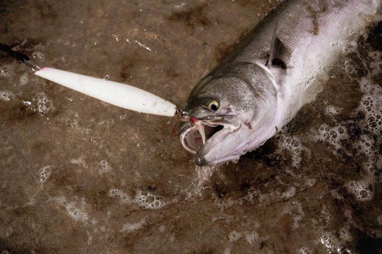 Bluefish have a sharp set of teeth used to slice baitfish.