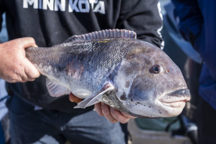 The world record tautog weighed 28-pounds and 13-ounces.