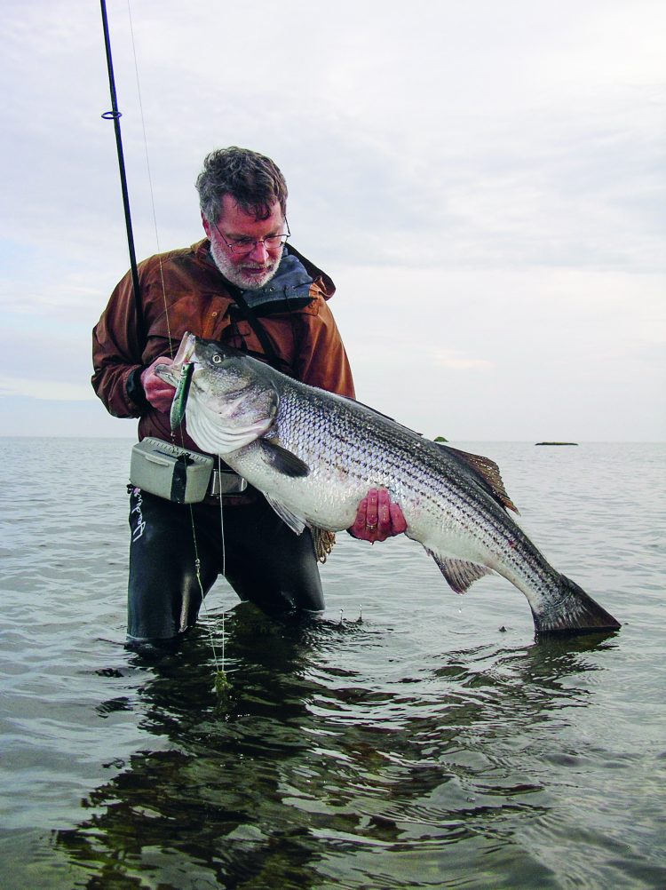 John Skinner holds a large striper caught on a pencil popper while fishing rocky shoreline.