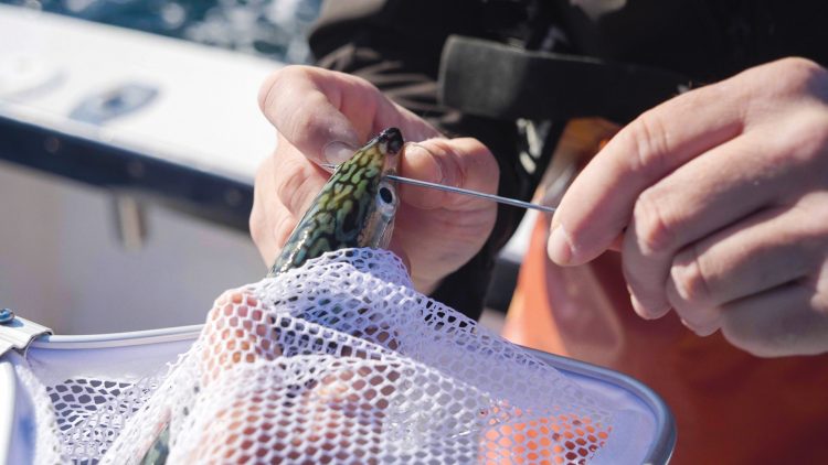 Bridling keeps the baitfish livelier longer and leaves the hook fully exposed for better hooksets.