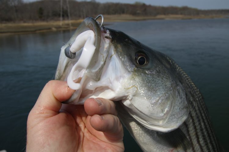 Intercept late-season schoolies as they storm Long Island Sound beaches.