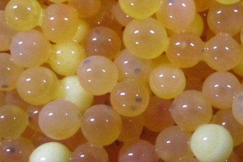 The dark spots on these trout eggs are the eyes forming inside the egg.