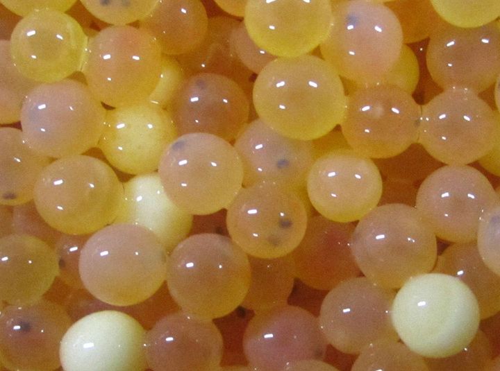 The dark spots on these trout eggs are the eyes forming inside the egg.