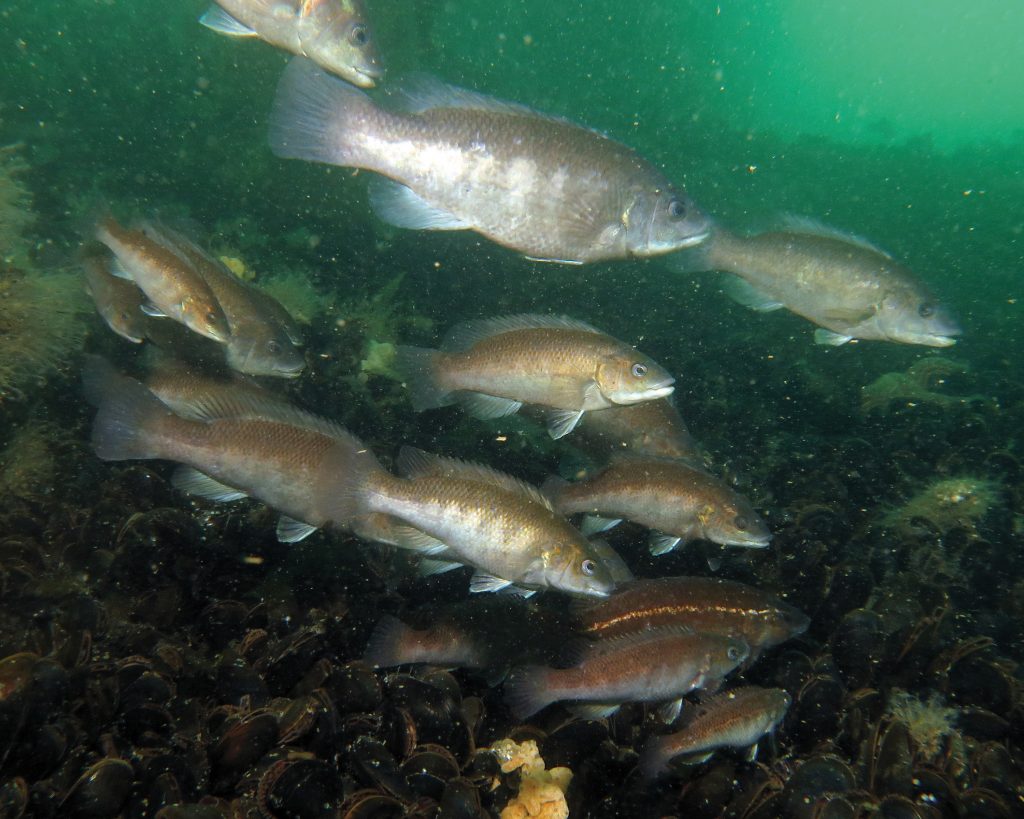 3 Lesser-Known Baits for Fluke