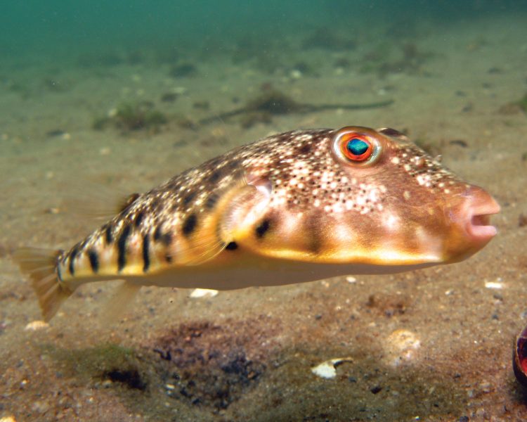 The current world record northern puffer is is vacant.