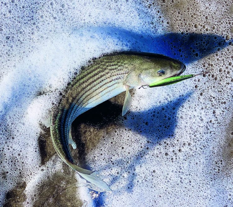 Slender lures, like soft-plastic paddletails and needlefish work well during the sand eel run.