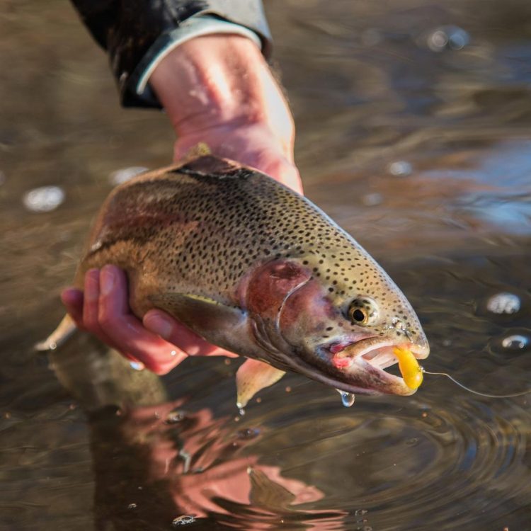 A kettle pond rainbow trout caught on a tube fly.