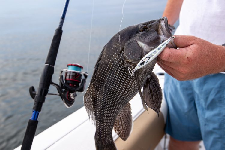 Jigging with lightweight gear has become a popular and fun way to fish for black sea bass.