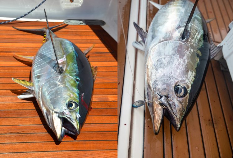 How to tell the differences between a bluefin and yellowfin tuna.