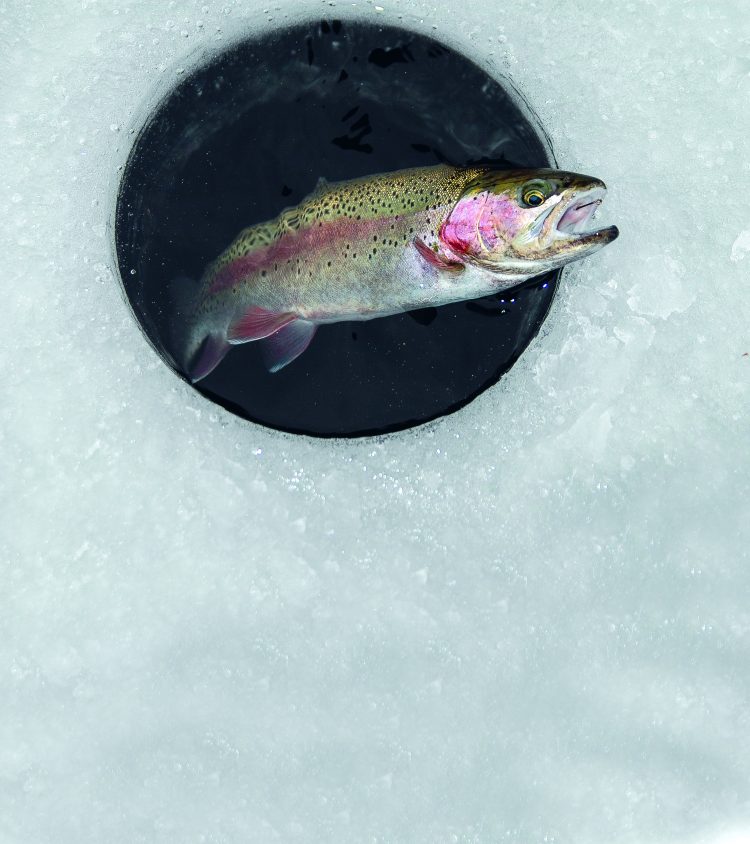 There aren't many great venues for trout fishing through the ice in New Jersey, but the small Green Turtle Pond receives a large winter stocking for its size.